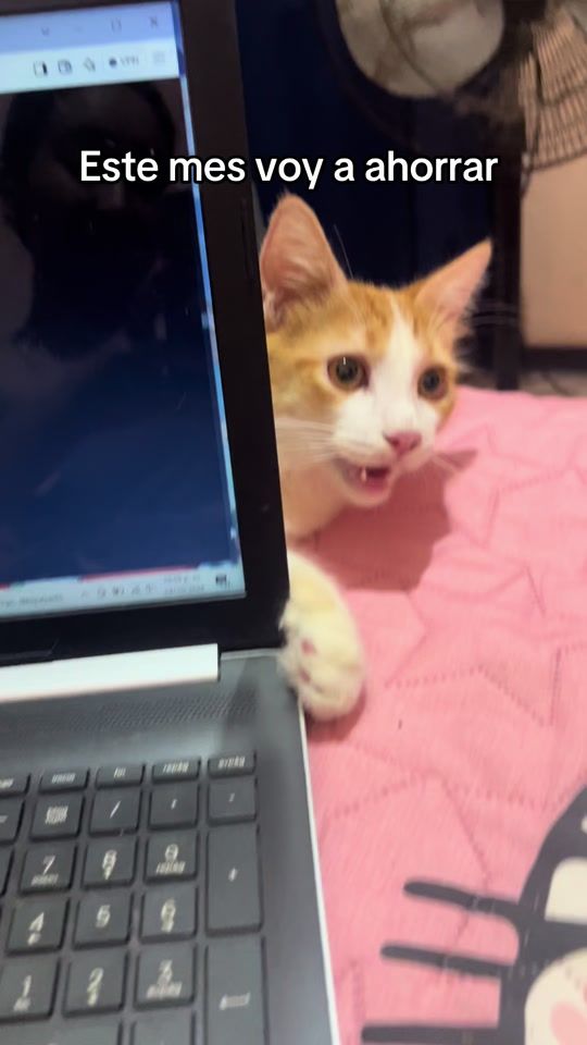 TikTok video thumbnail by aristark21