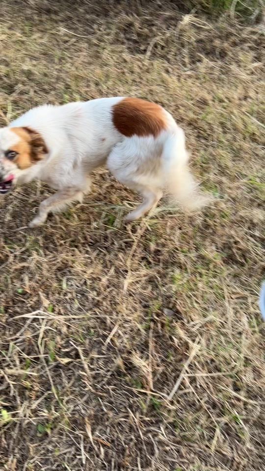 TikTok video thumbnail by liz_gatitosyperritos