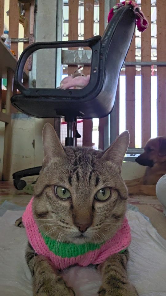 TikTok video thumbnail by pang_pond27