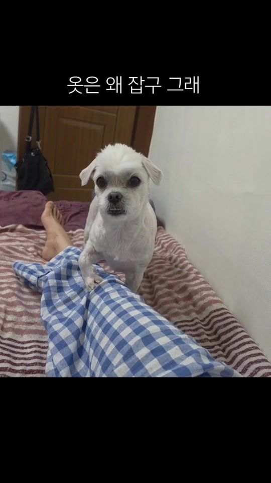 TikTok video thumbnail by real._.bread_