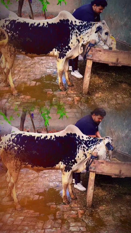 TikTok video thumbnail by amanullahmalik46