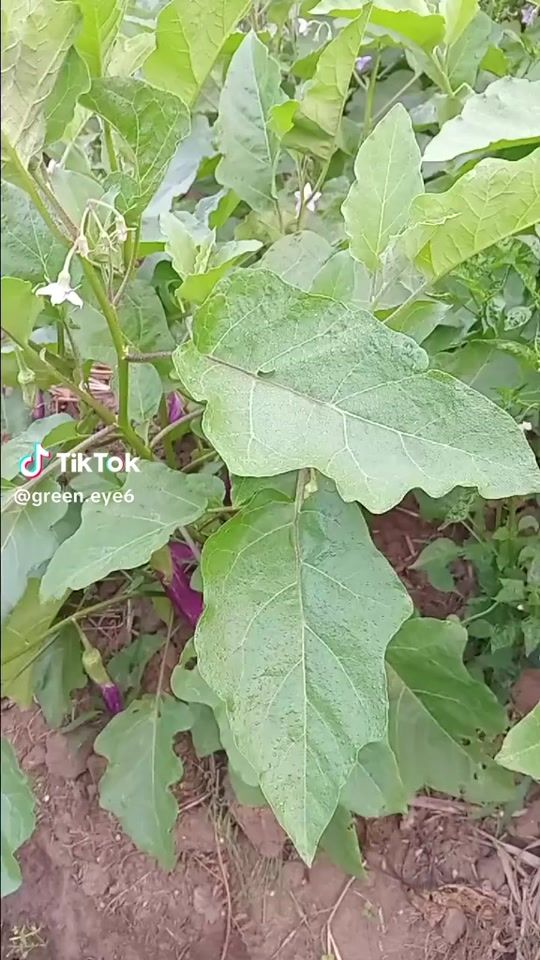 TikTok video thumbnail by arham00110
