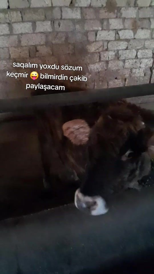 TikTok video thumbnail by cinsdana