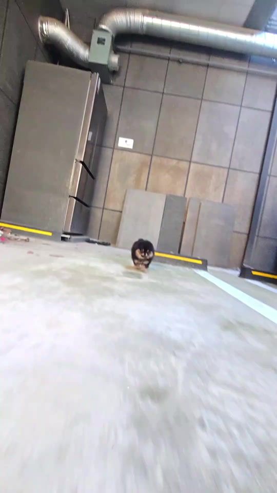 TikTok video thumbnail by dogcastle.th