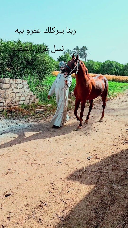 TikTok video thumbnail by sultanhassan52
