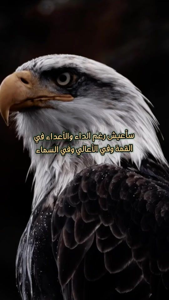 TikTok video thumbnail by chraka4