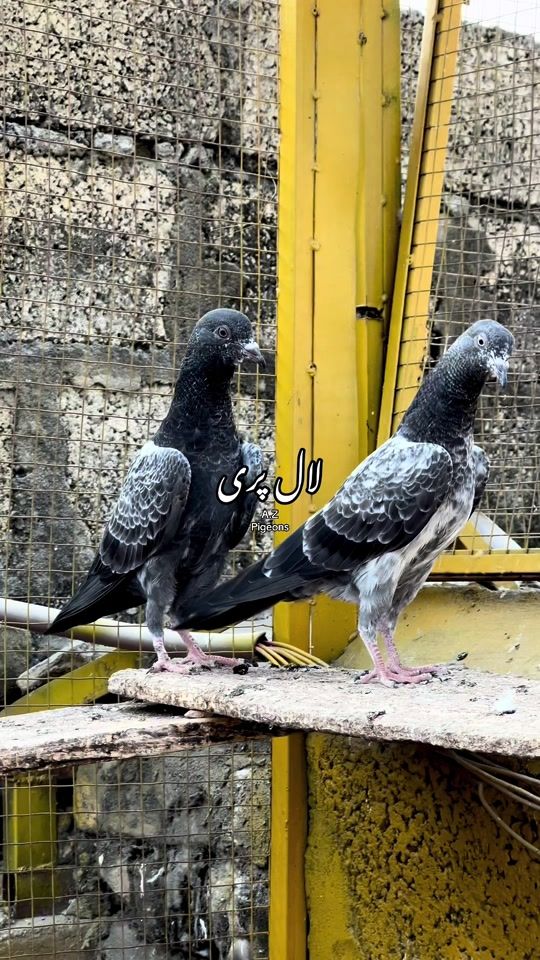TikTok video thumbnail by azpigeons
