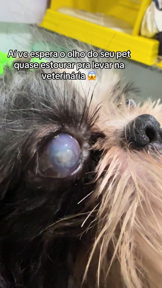 TikTok video thumbnail by petzoo_slz