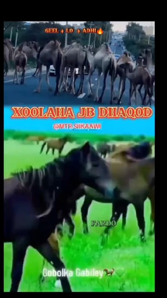 TikTok video thumbnail by mucaaradka.rx