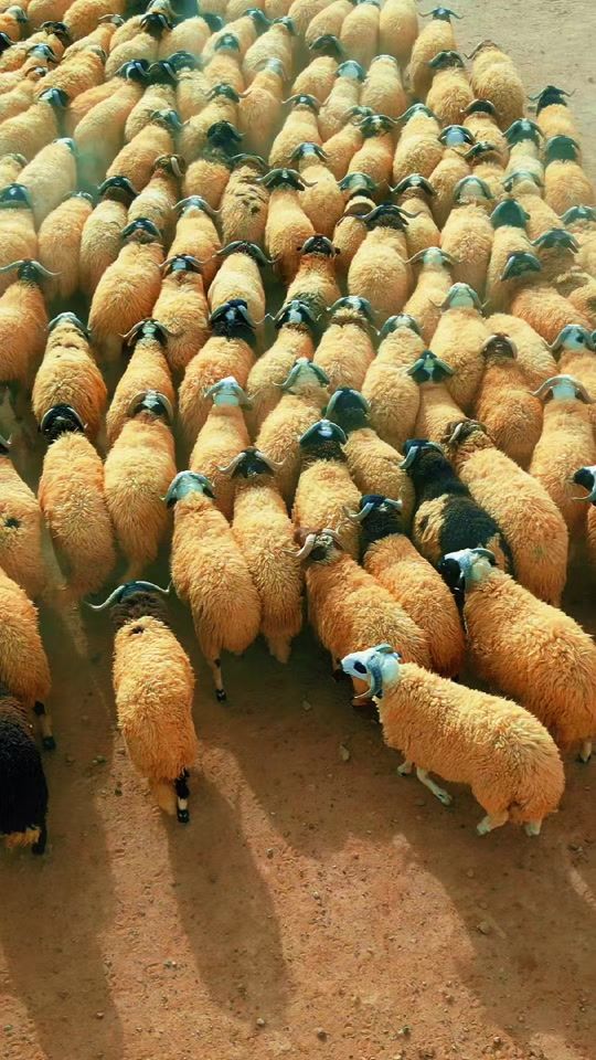 TikTok video thumbnail by rishani54