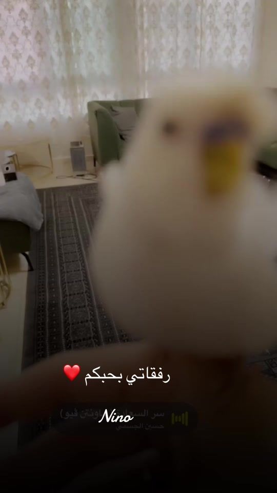 TikTok video thumbnail by ninohsn