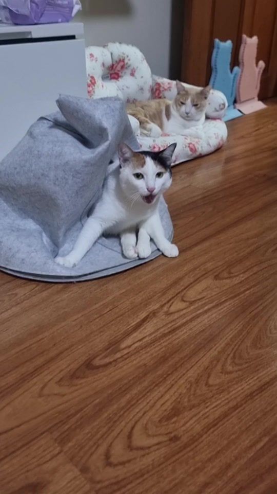 TikTok video thumbnail by ablemaew