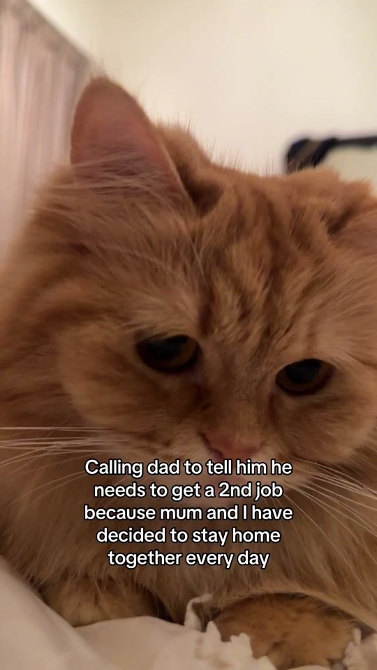 TikTok video thumbnail by orangeisthenewcat__