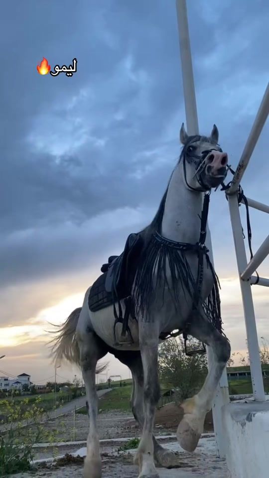 TikTok video thumbnail by _3_4_12