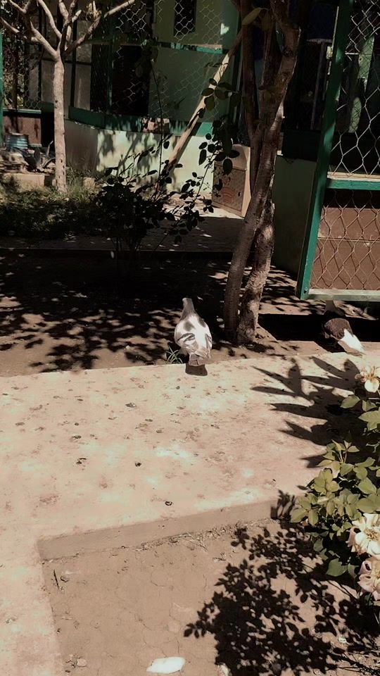 TikTok video thumbnail by goyercinler.....7