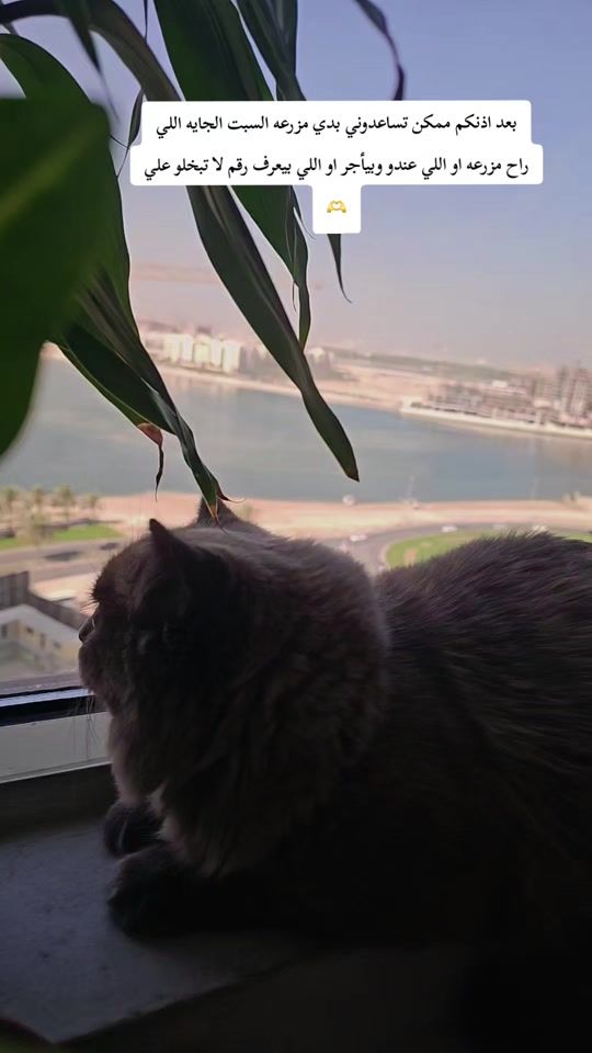 TikTok video thumbnail by merfat93