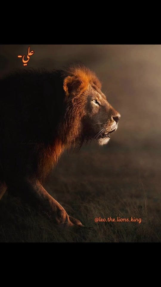 TikTok video thumbnail by leo.the.lions.king