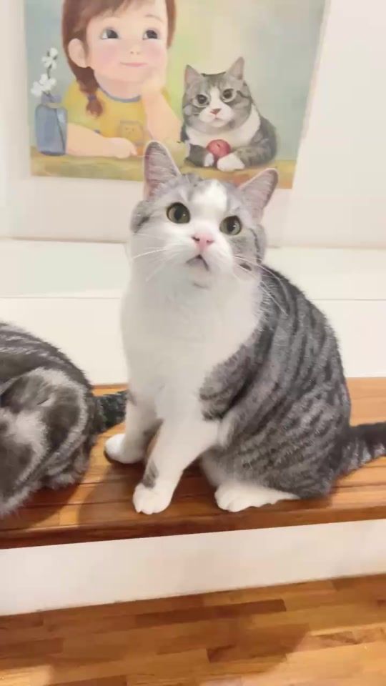 TikTok video thumbnail by migo_is_cat