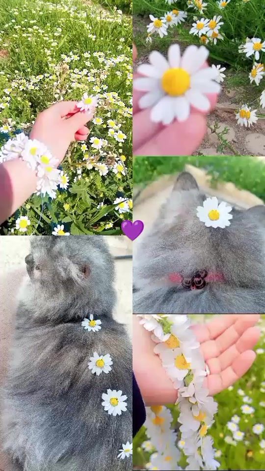 TikTok video thumbnail by vip__12_15