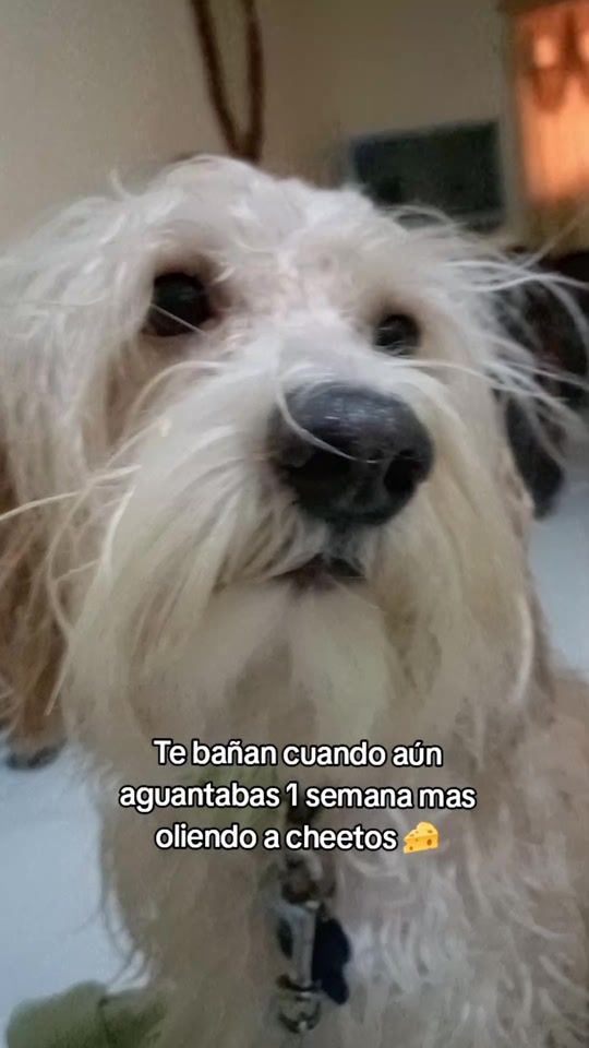 TikTok video thumbnail by capitan.poodle