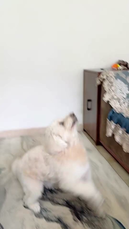 TikTok video thumbnail by badcatsupper