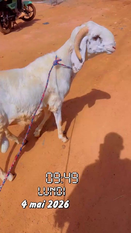 TikTok video thumbnail by damzy.elevage