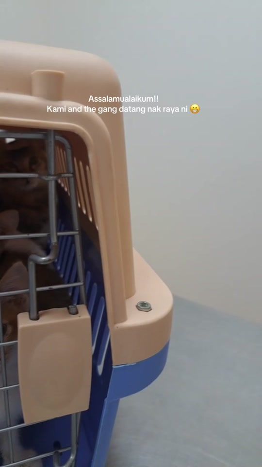 TikTok video thumbnail by ivetpetcare