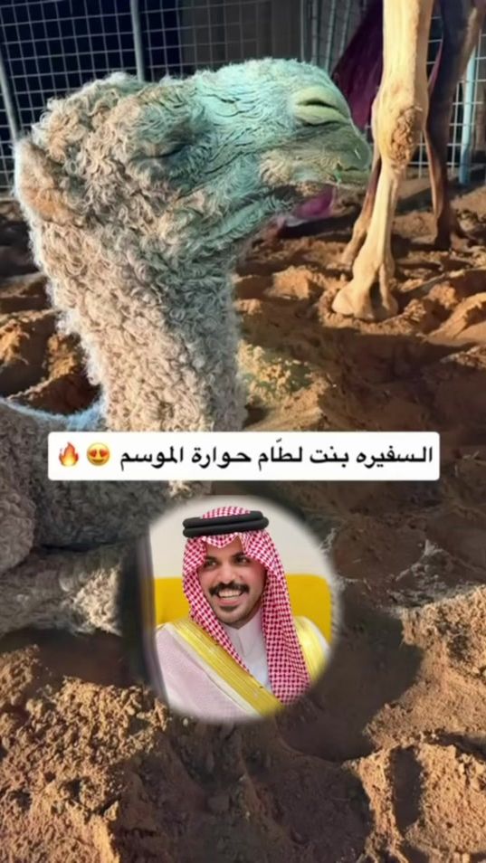 TikTok video thumbnail by noog.511