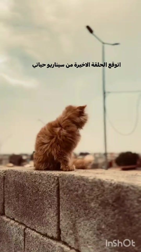 TikTok video thumbnail by .m.dx
