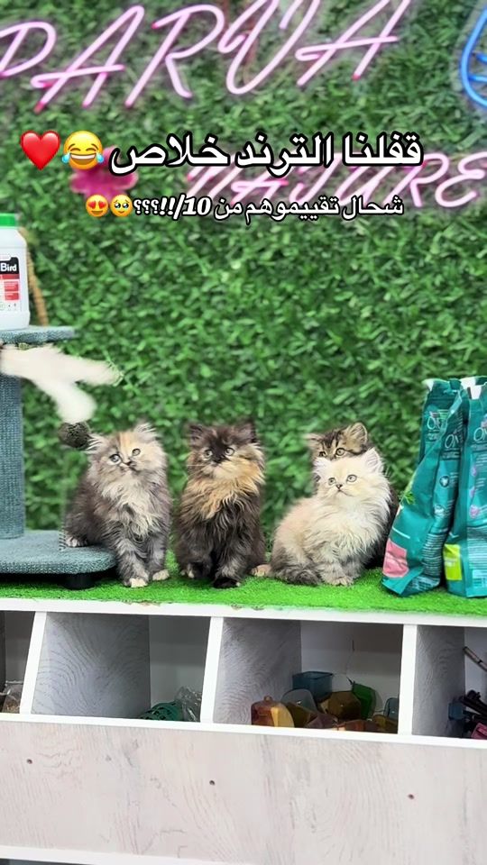 TikTok video thumbnail by parva_nature