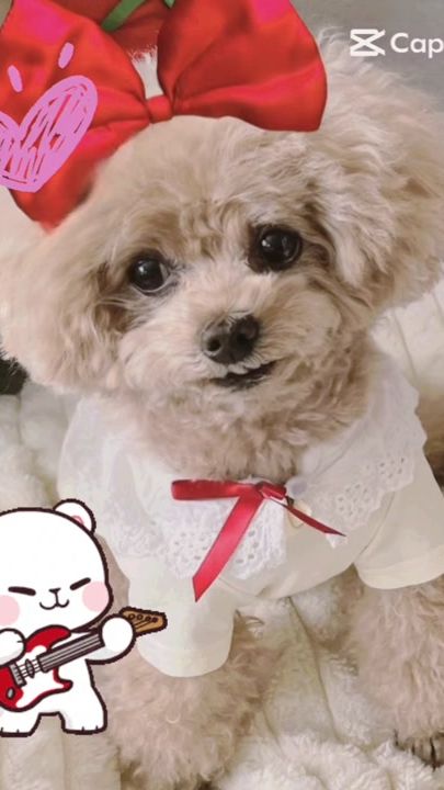 TikTok video thumbnail by tinypoodleivumeru