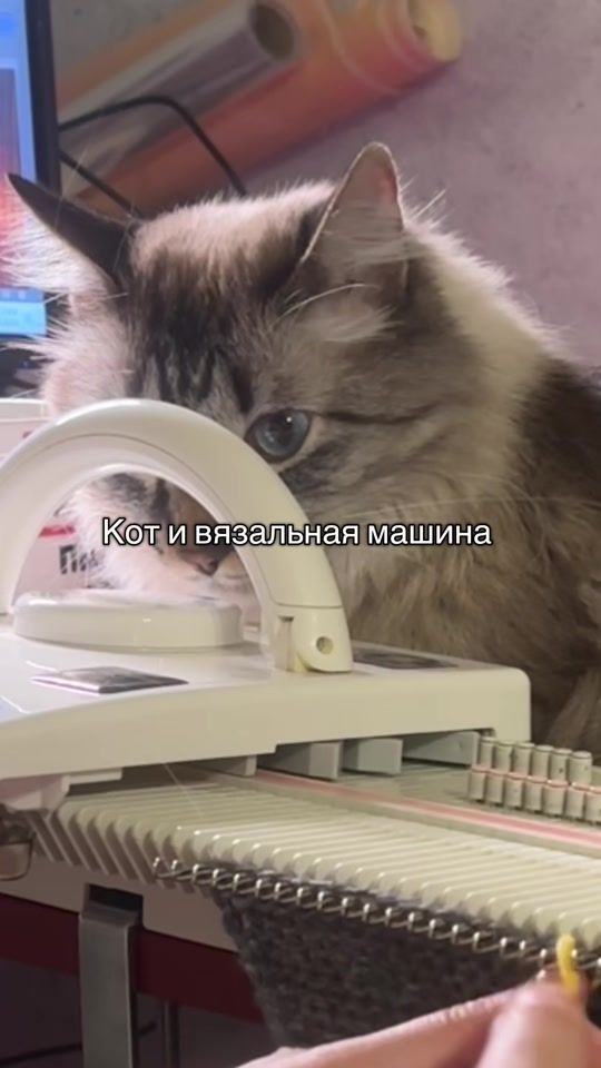 TikTok video thumbnail by sinnaboo0n