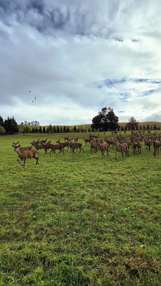 TikTok video thumbnail by nzdeerfarming