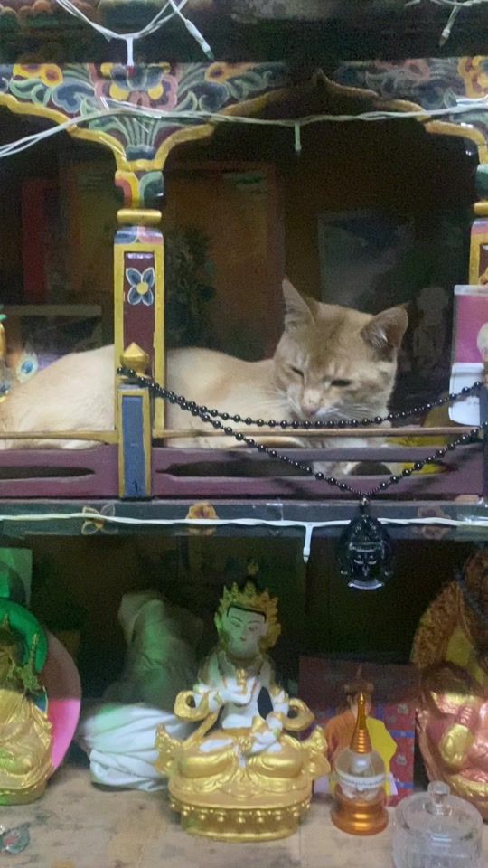 TikTok video thumbnail by angeldema888