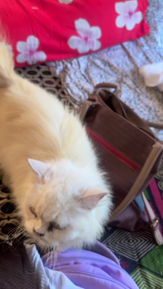 TikTok video thumbnail by iconbeautyparlour