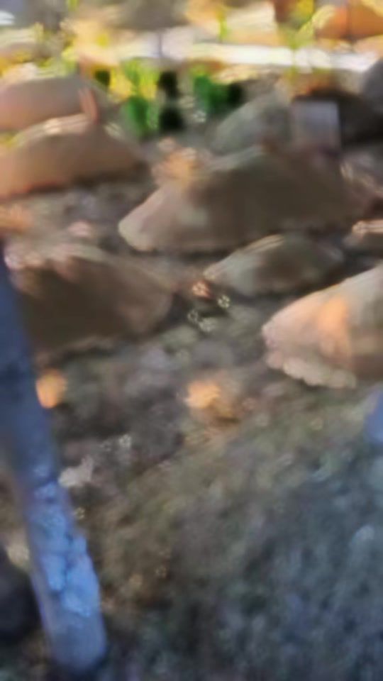 TikTok video thumbnail by user336159400