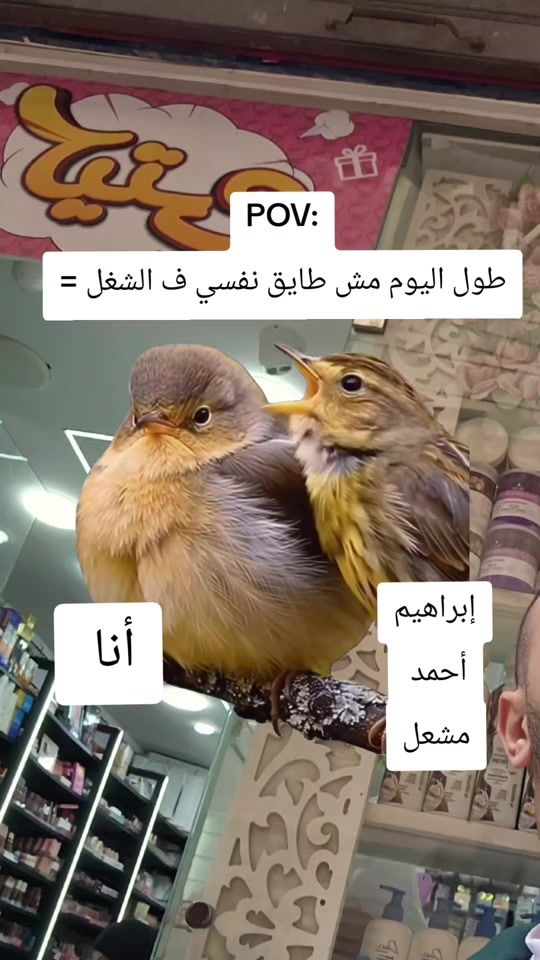 TikTok video thumbnail by desha8781