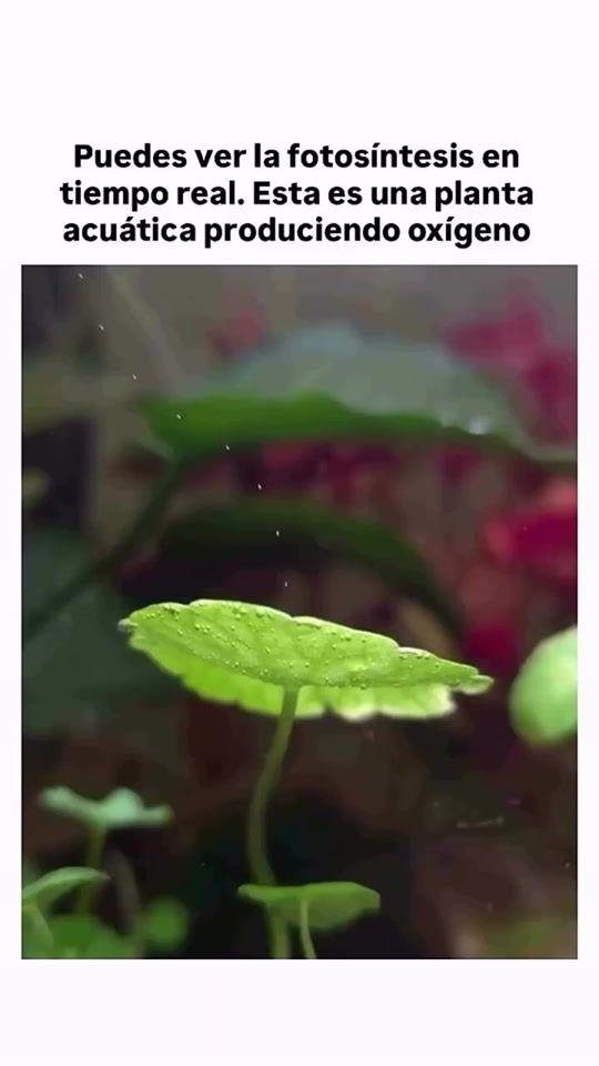 TikTok video thumbnail by datosinteresantes04