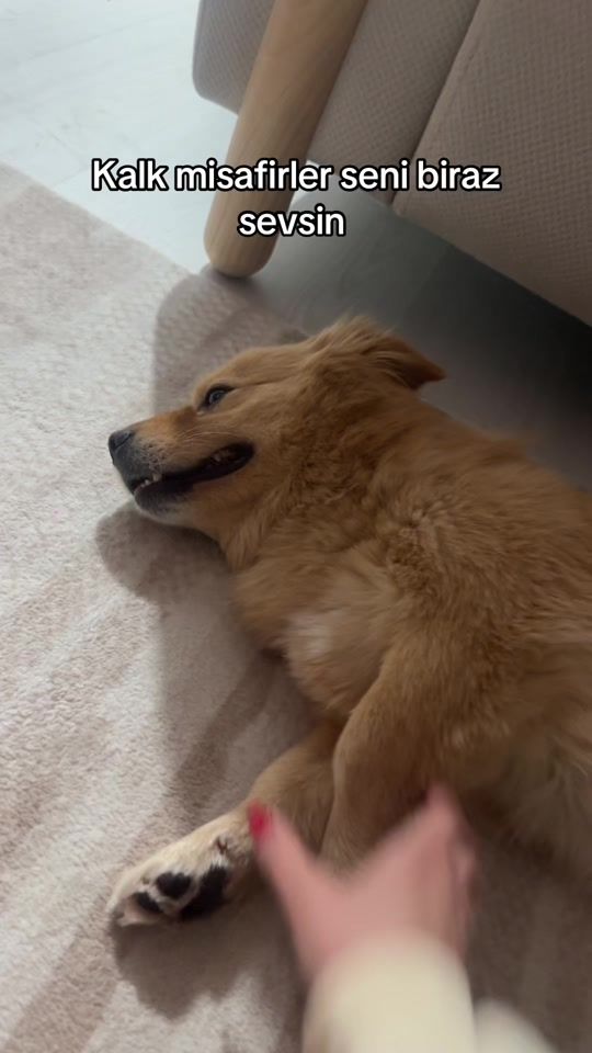 TikTok video thumbnail by busebalofficial