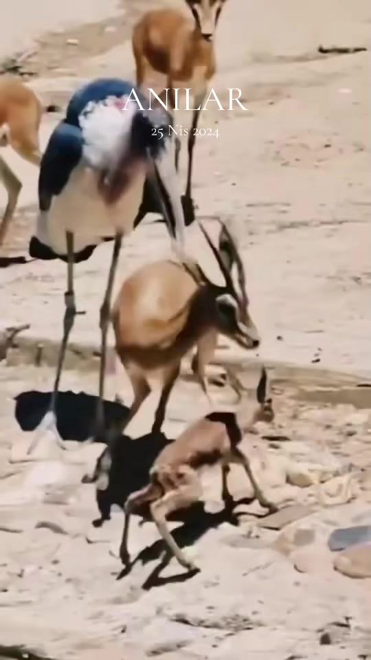 TikTok video thumbnail by filimonaxmedov