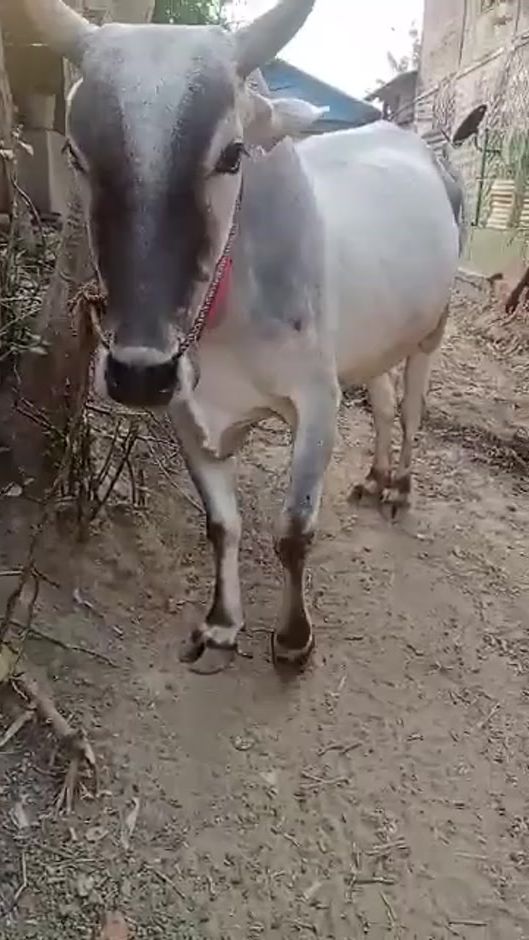 TikTok video thumbnail by chitkhaing436