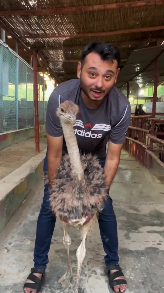 TikTok video thumbnail by jimmy_junaid_zoologist