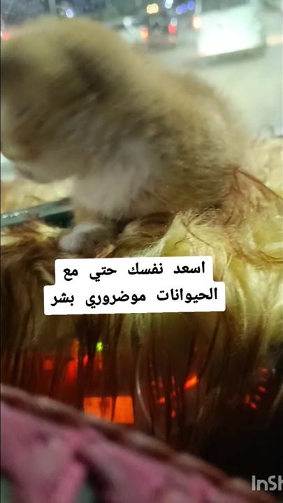 TikTok video thumbnail by ktjfn12
