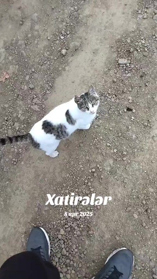 TikTok video thumbnail by elmin_hummetli
