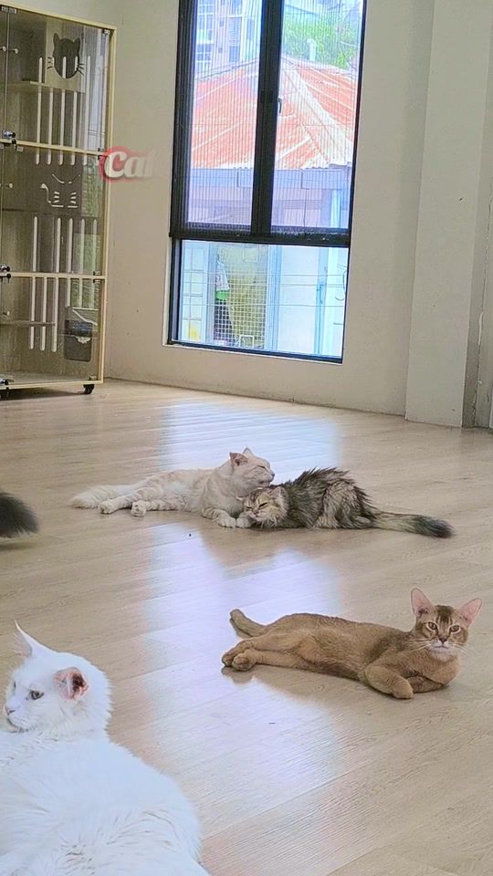TikTok video thumbnail by chat.cheri.cafe