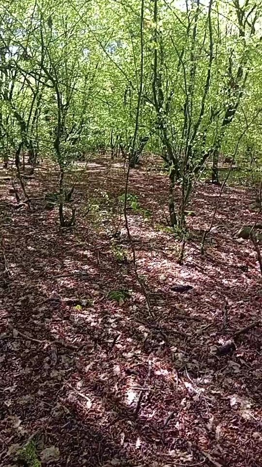 TikTok video thumbnail by qax_tv