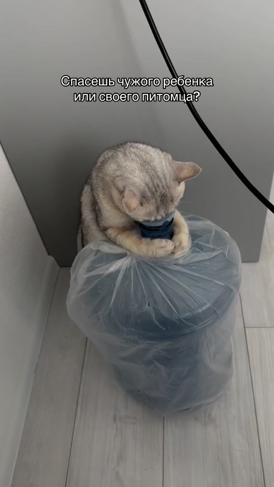 TikTok video thumbnail by murrines