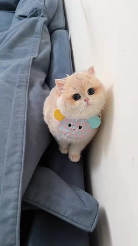 TikTok video thumbnail by zamikaki