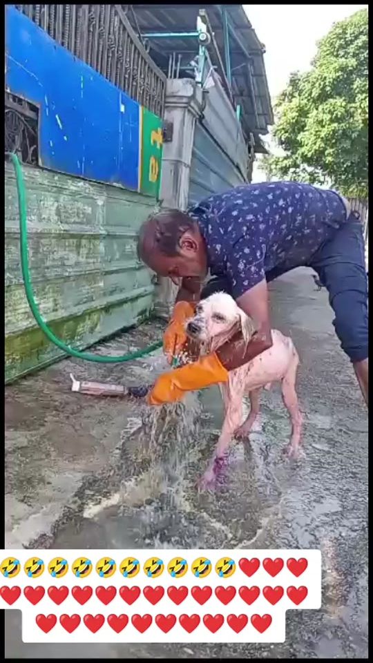 TikTok video thumbnail by cellahpuppylove