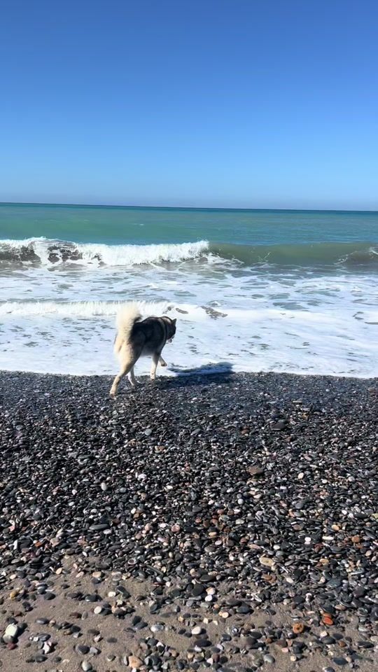TikTok video thumbnail by eva_malamute